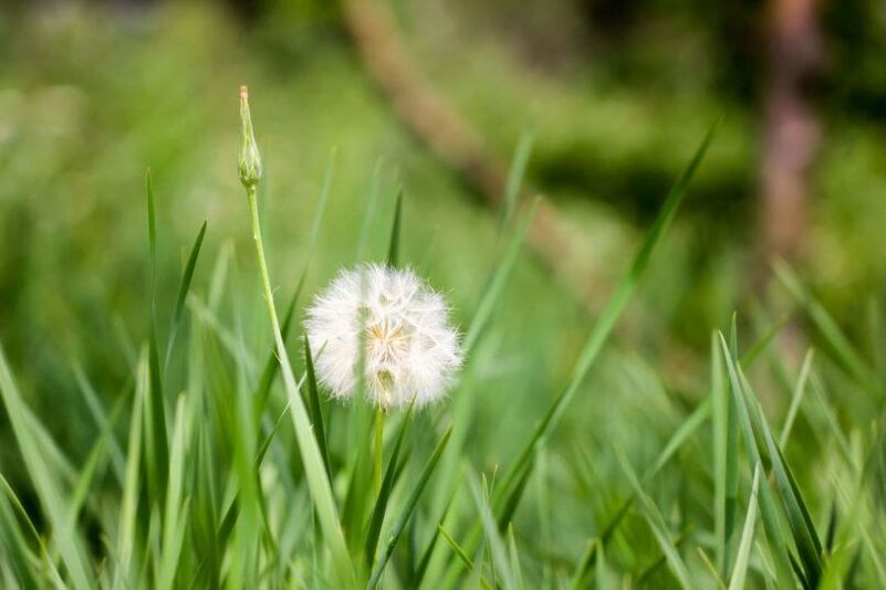 Dandelion - barizeentzako erremedio herrikoia