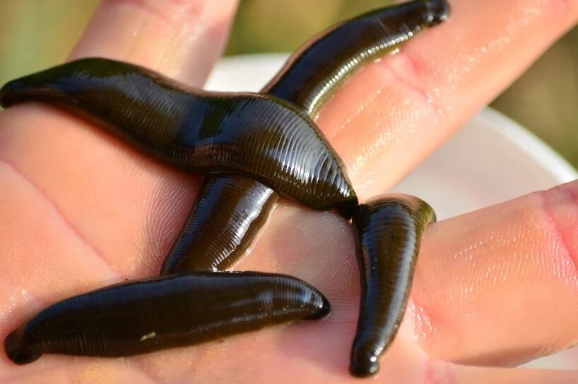 Leeches barizearen aurkako borrokan lagunduko du